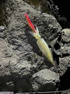 ヤリイカの釣果