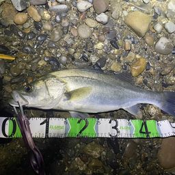 フッコ（ヒラスズキ）