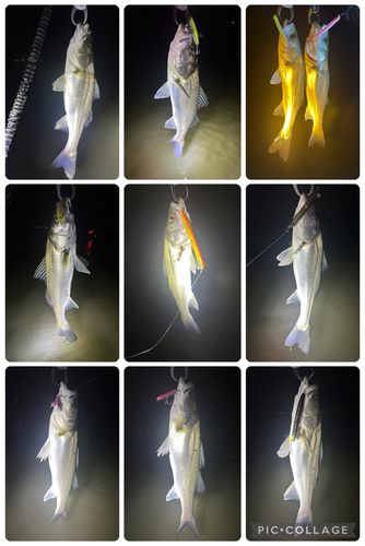 シーバスの釣果