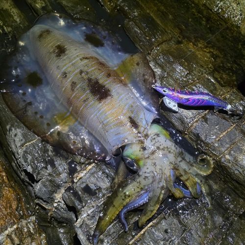 アオリイカの釣果