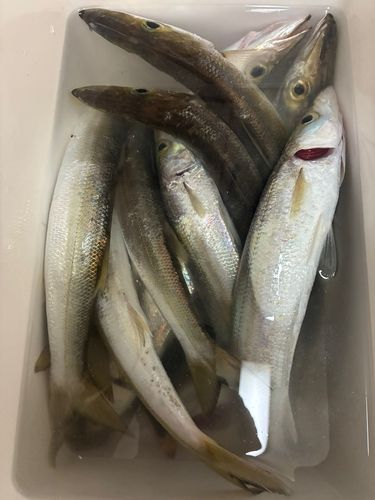 カマスの釣果
