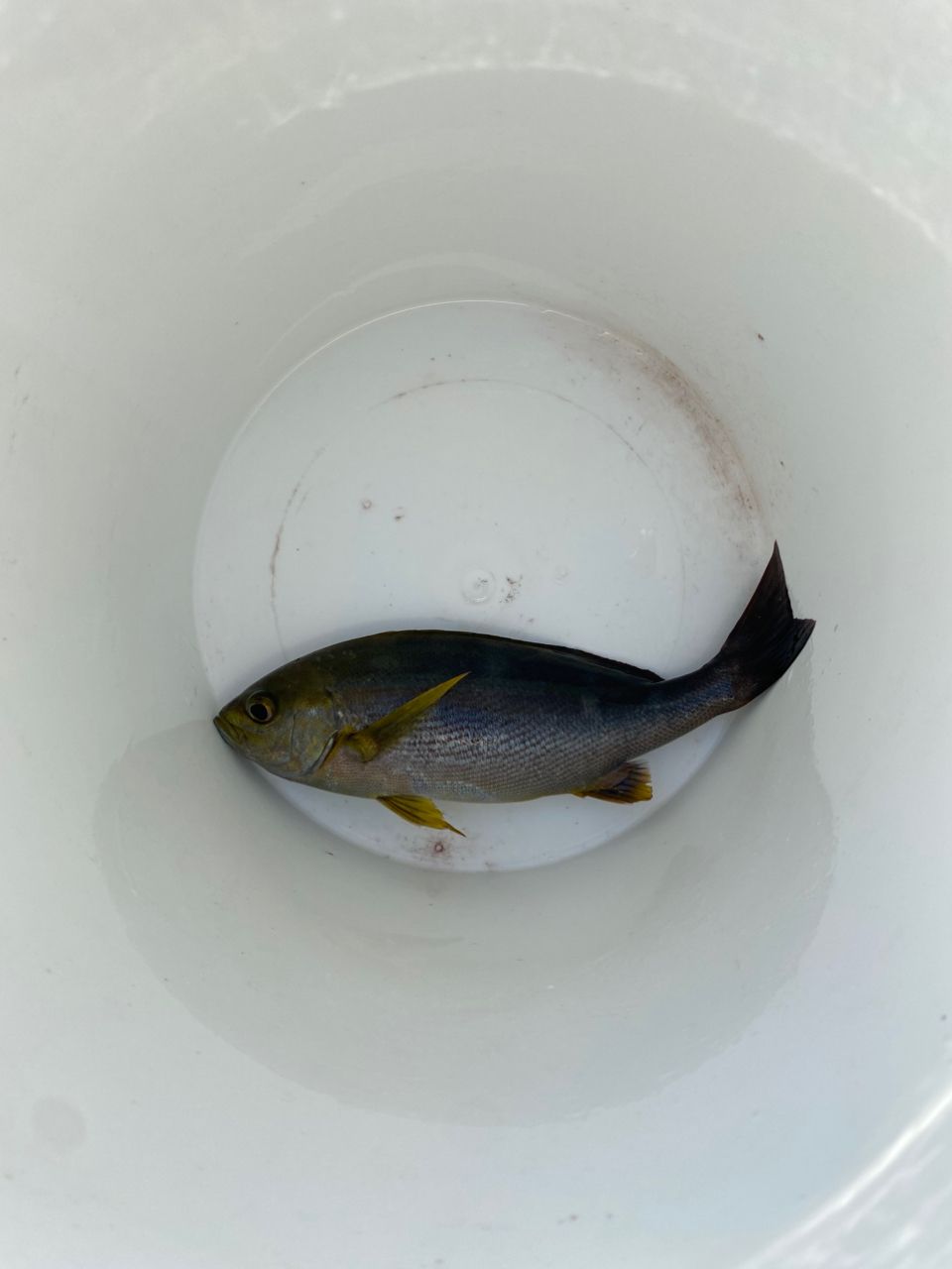 ざわさん@お散歩日記さんの釣果 2枚目の画像