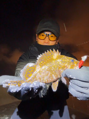 ハチガラの釣果