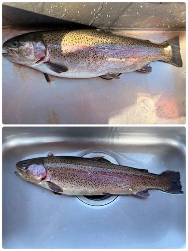 トラウトの釣果