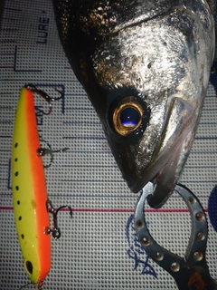 フッコ（マルスズキ）の釣果