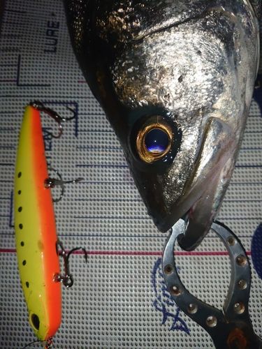 フッコ（マルスズキ）の釣果