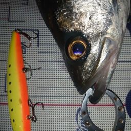 フッコ（マルスズキ）