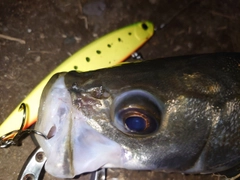 セイゴ（マルスズキ）の釣果