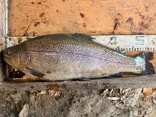 ロックトラウトの釣果