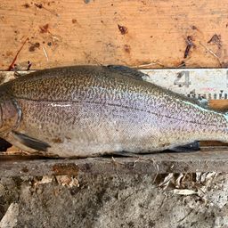 ロックトラウト