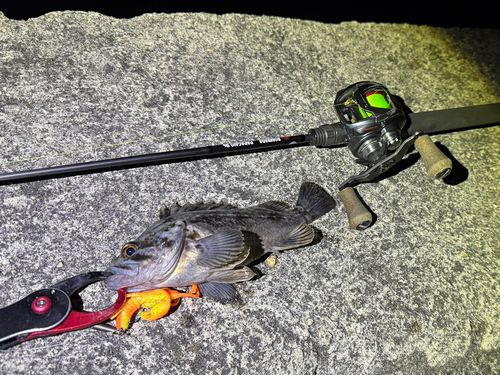 クロソイの釣果