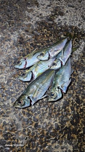 茨城県の釣果・釣り場情報【2026年最新】 - アングラーズ | 釣果600万