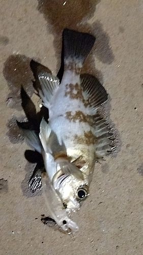 アカメバルの釣果