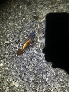 スルメイカの釣果