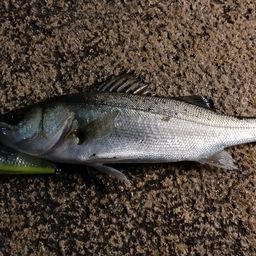 セイゴ（マルスズキ）