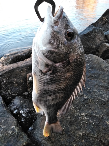 キビレの釣果