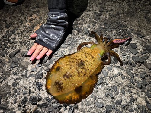 アオリイカの釣果