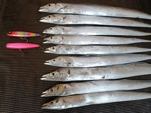 タチウオの釣果