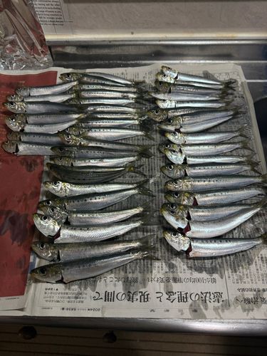 マイワシの釣果
