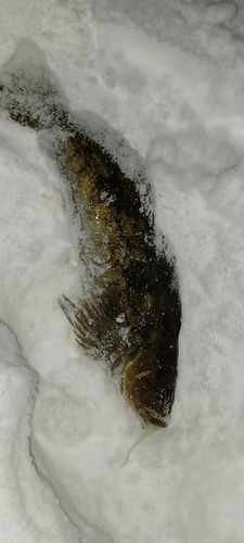 アイナメの釣果