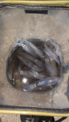 ヒイカの釣果