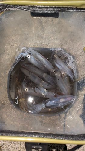 ヒイカの釣果