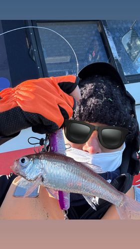 アカムツの釣果