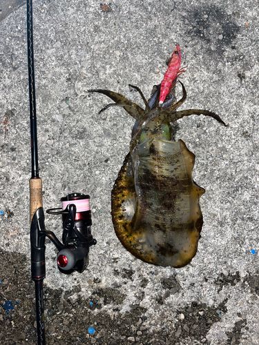 アオリイカの釣果