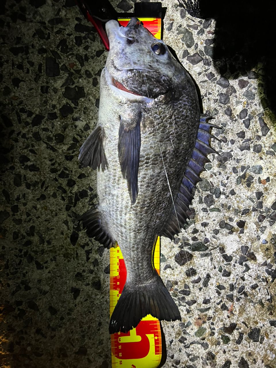 DAIWA 14リーガル 4号-45遠投の最安値・インプレ・釣果 | 本音の口コミ