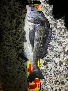 チヌの釣果