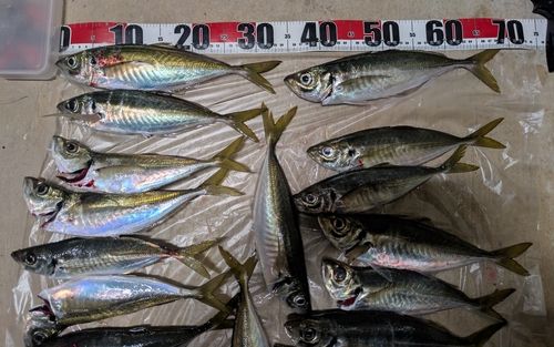 マアジの釣果