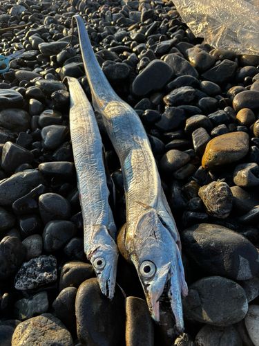 タチウオの釣果