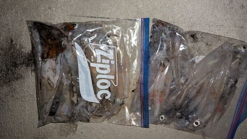 ヤリイカの釣果