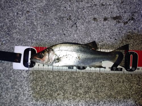 セイゴ（ヒラスズキ）の釣果