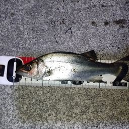 セイゴ（ヒラスズキ）