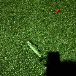 セイゴ（タイリクスズキ）