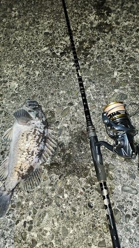 クロソイの釣果