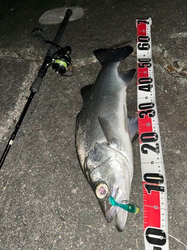 ヒラスズキの釣果