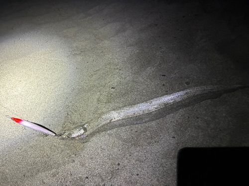 タチウオの釣果