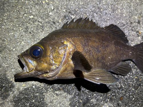 メバルの釣果