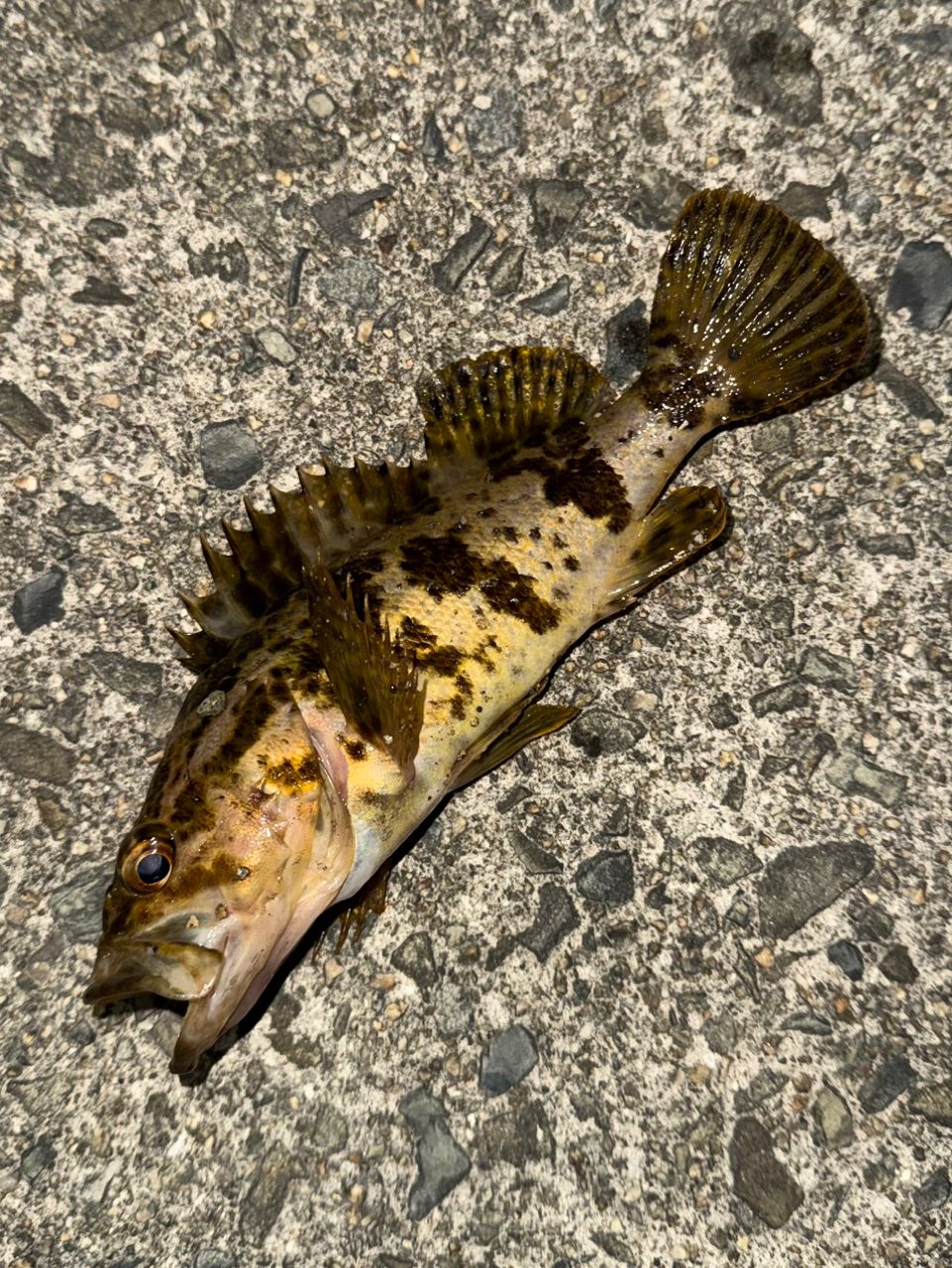 タケノコメバル