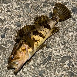 タケノコメバル