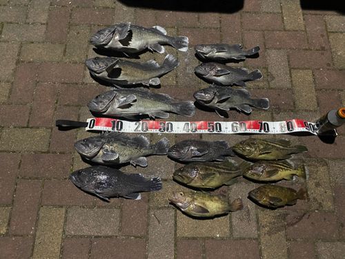 クロソイの釣果