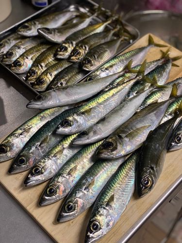 サバの釣果