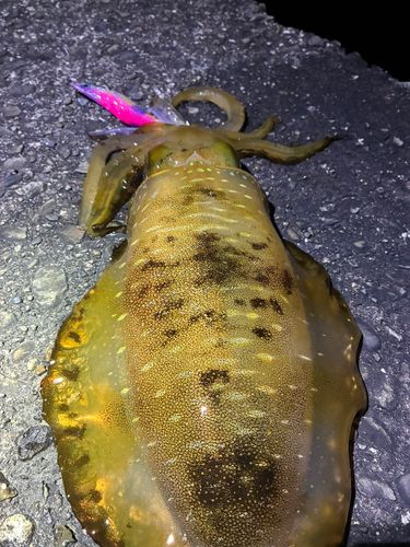アオリイカの釣果