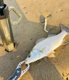 セイゴ（ヒラスズキ）の釣果