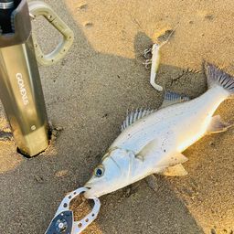 セイゴ（ヒラスズキ）