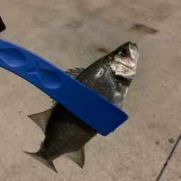 セイゴ（マルスズキ）