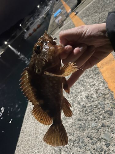 アラカブの釣果