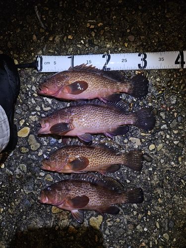 キジハタの釣果